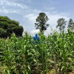 Finca Calabazeras