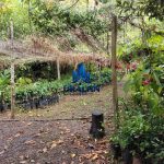 Finca La Habana
