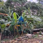 Finca La Habana