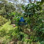 Finca La Habana