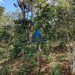 Finca La Habana